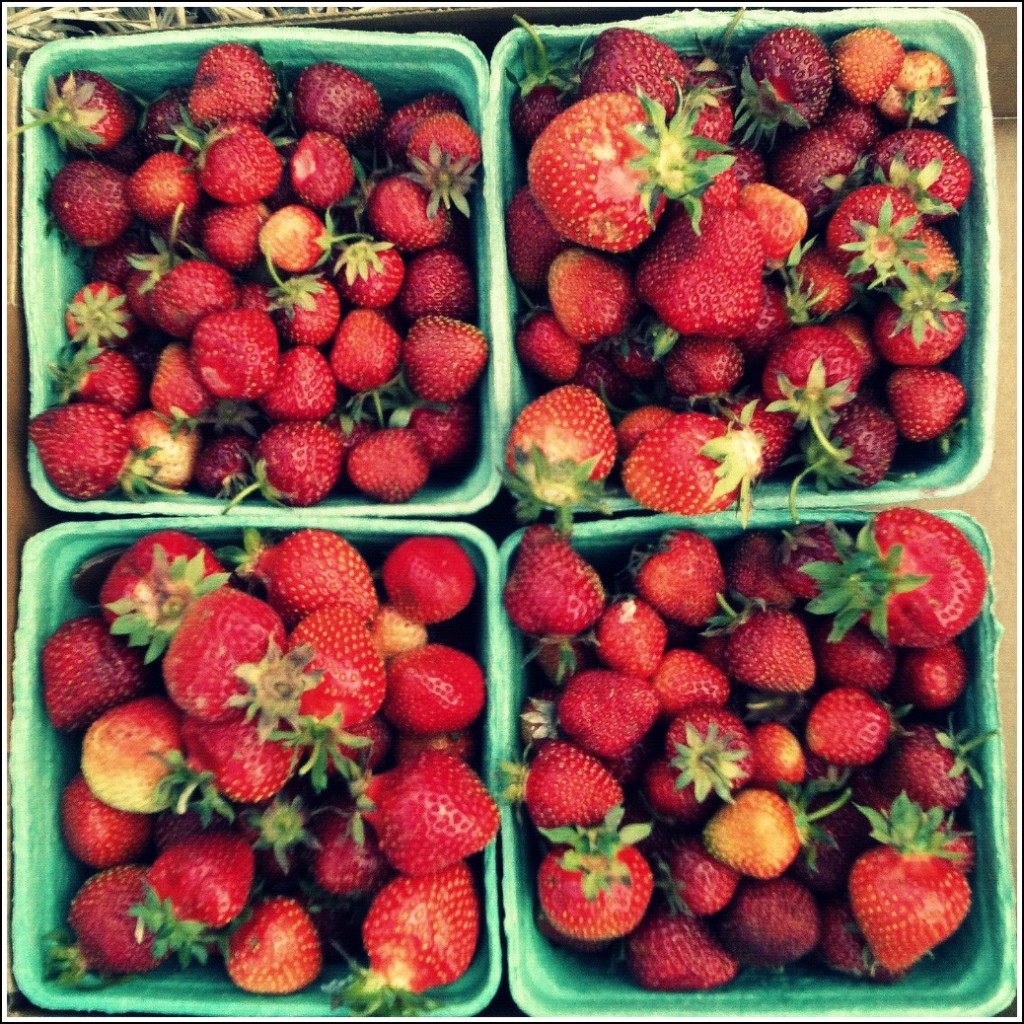 StrawberryBoxes3