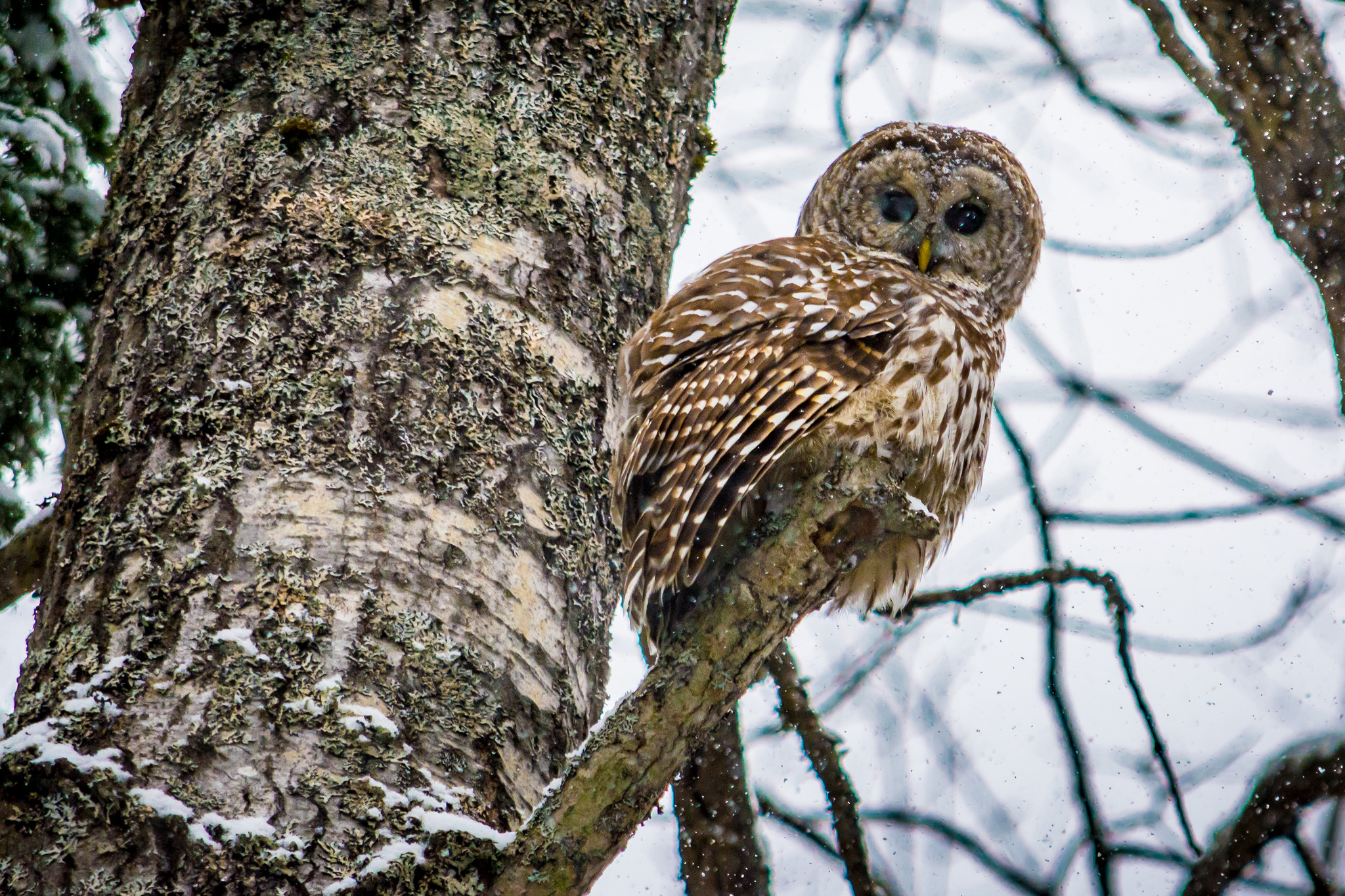 If the Owl Calls Again barredowl